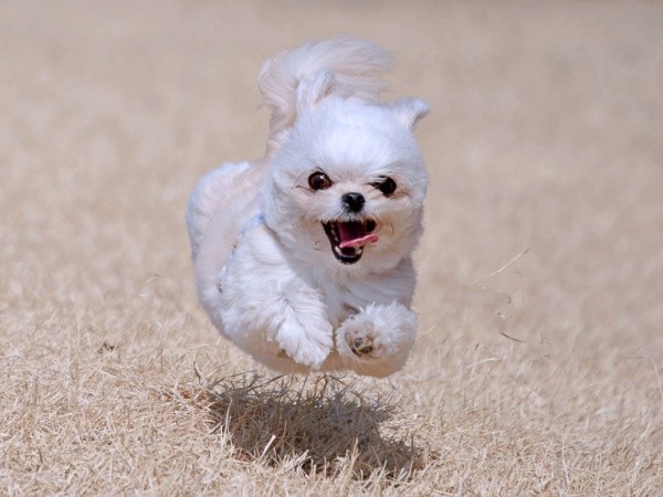 「飛行犬」！？ 宙に浮いたすずめちゃん（画像提供：チワマルすずめさん）