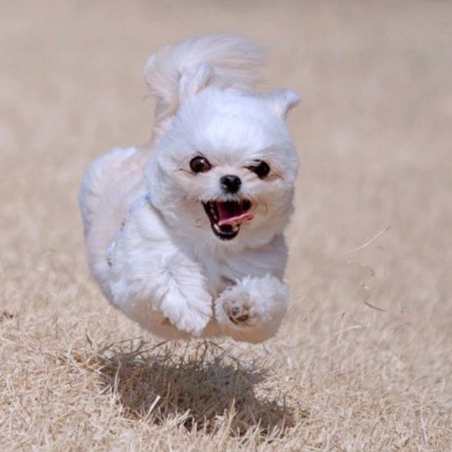 「飛行犬」！？ 宙に浮いたすずめちゃん（画像提供：チワマルすずめさん）