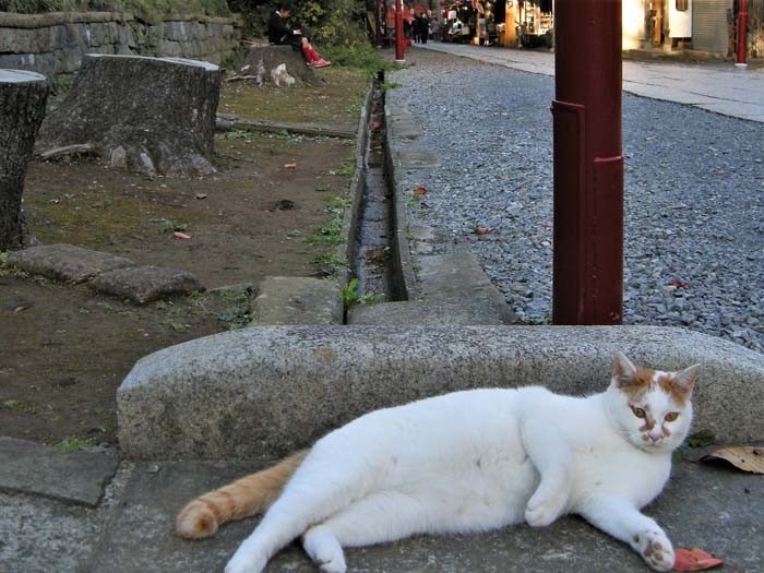 10年前の切り株周辺ののんびりした風景