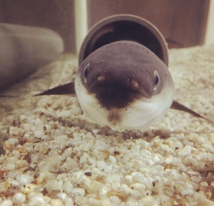 あ あなたウナギですよね 仰向けでバンザイの姿は リラックス 飼い主に聞いた まいどなニュース