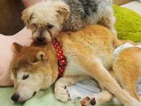 老犬ホームの時代　「最期は、快適な施設で」