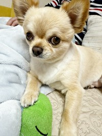 チラッとカメラ目線がキュートなてんくん（画像提供：てん（6）さん）