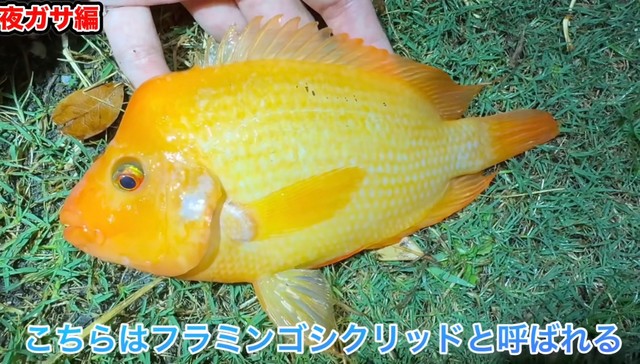 中南米に生息するフラミンゴシクリッド／あらかわさん（@Arakawa455）提供