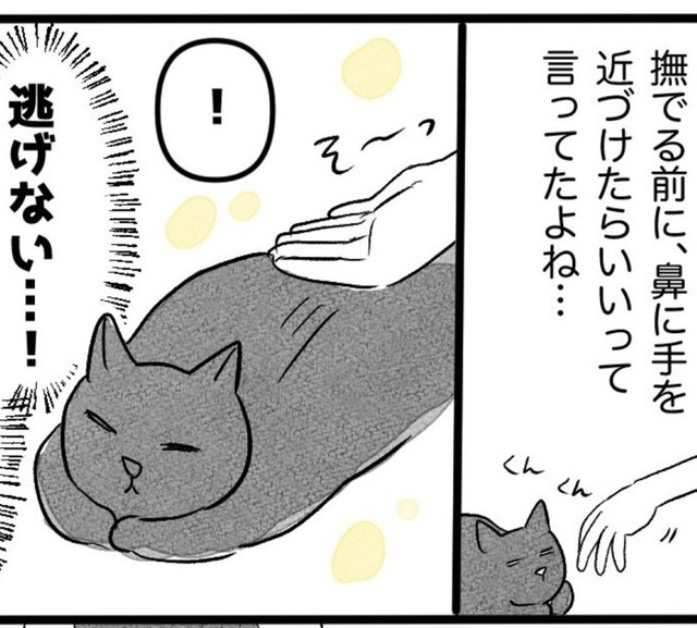 撫でても逃げない！嬉しい！（イゴカオリさん提供）