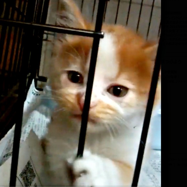 ケージからこちらをのぞくノイくん（画像提供：ノイさん）