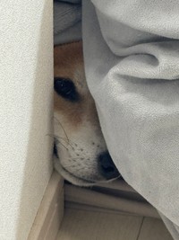 ヒィィィ…！（画像提供：おかかときんぴらさん）