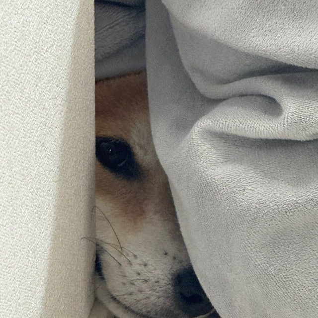 ヒィィィ…！（画像提供：おかかときんぴらさん）