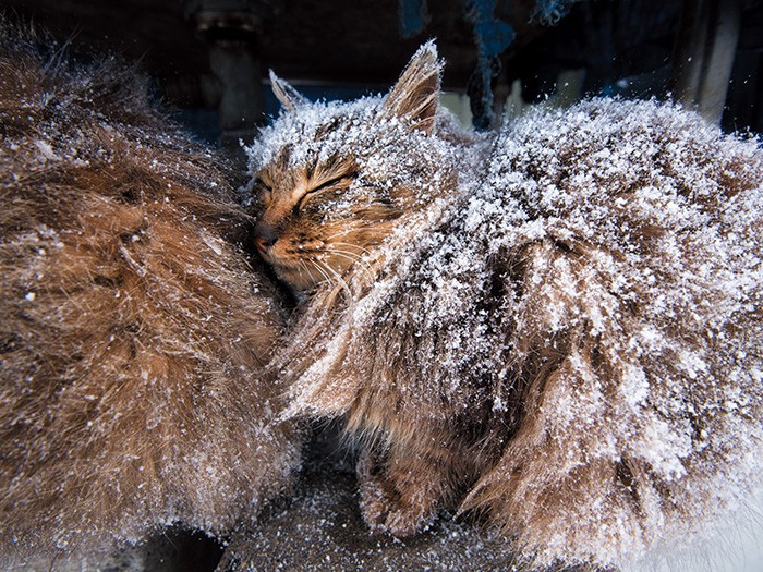自分より大きくなった息子と寄り添い、吹き付ける雪をしのぐ。顔をあげたら、ハートの形