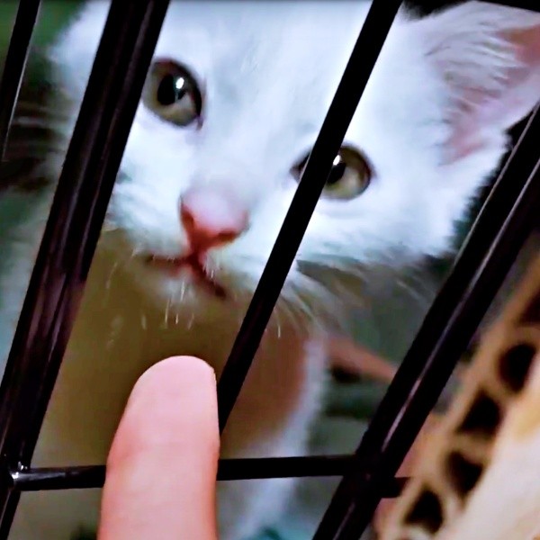 保護後、飼い主さんをじっと見つめるるるさん（画像提供：あるくきくらげさん）