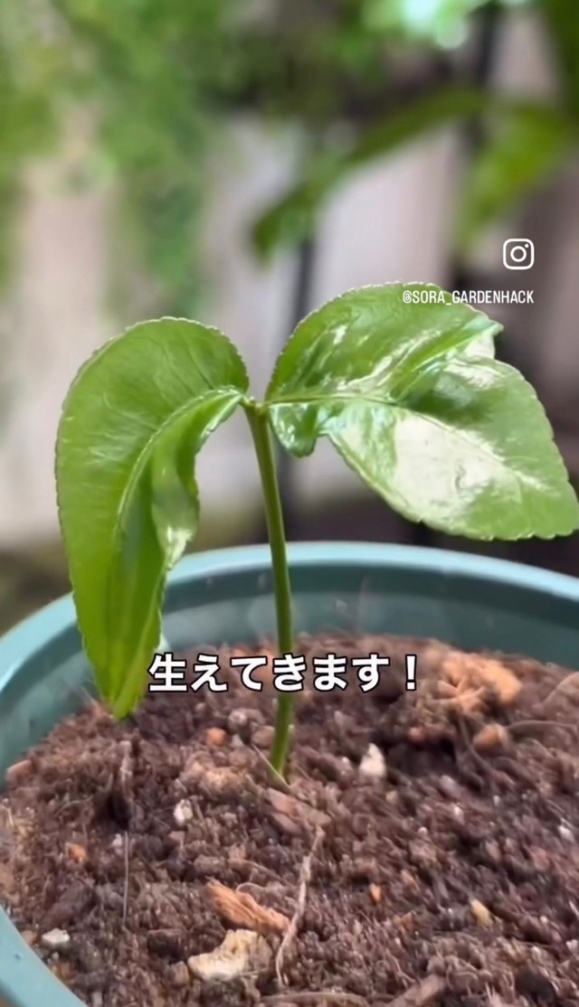 2週間ほどで芽が生えてくる／そらベジさん（@sora_gardenhack）提供