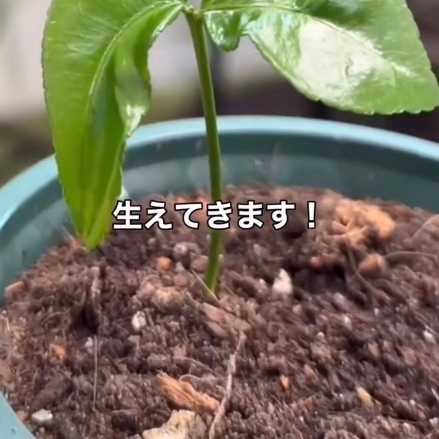 2週間ほどで芽が生えてくる／そらベジさん（@sora_gardenhack）提供