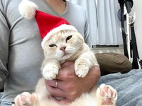 もう勘弁してくれや＝さくらとかえで（@marshallizm9）提供