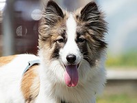 マキアは、心も体も大きく成長しました