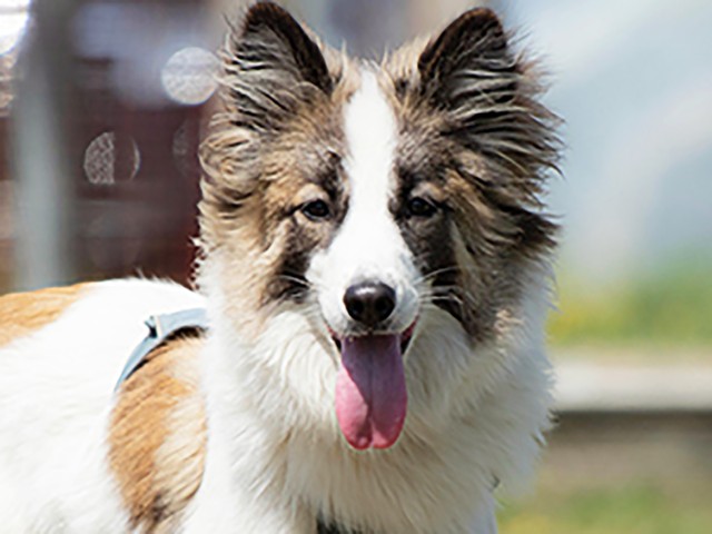 マキアは、心も体も大きく成長しました