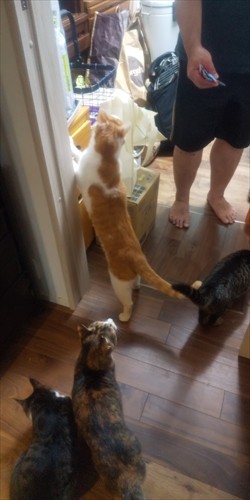 どの子も無条件に大好きなのは、なんといっても「ちゅーる」！　この日はキャンプに付き合ってもらった「お礼ちゅーる」。パントリーになだれ込みそうな勢いです（笑）