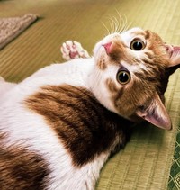 まん丸な瞳とピンクのお鼻が愛くるしい