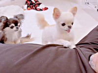 「おやつちょうだい」 お父さんのもとにやって来た（左から）えびちゃん、うにちゃんうにちゃん（画像提供：うにちゃん＆えびちゃん）