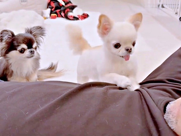 「おやつちょうだい」 お父さんのもとにやって来た（左から）えびちゃん、うにちゃんうにちゃん（画像提供：うにちゃん＆えびちゃん）