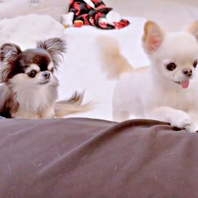 「おやつちょうだい」 お父さんのもとにやって来た（左から）えびちゃん、うにちゃんうにちゃん（画像提供：うにちゃん＆えびちゃん）