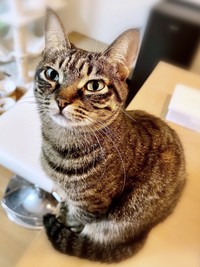 「おかえりなさい」。飼い主さんを出迎える椿ちゃん（画像提供：ねここさん）