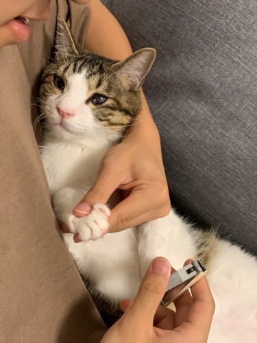 長男に爪切りをしてもらう浦太郎。「あにき、たのむね」（うえみさん提供）