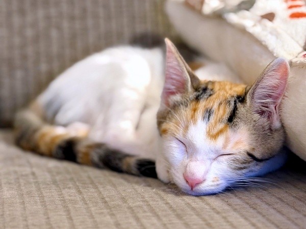 お迎え後、すやすや眠るみりんちゃん（画像提供：ユーヤンさん）