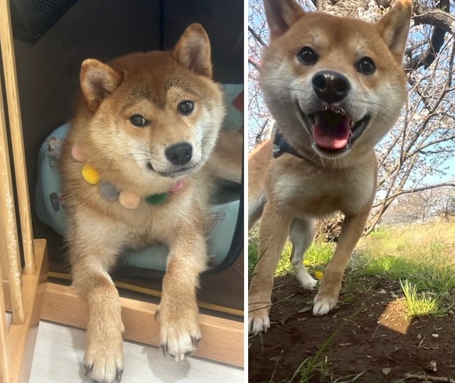 【Before】保護施設から迎えた直後のぽたくん。　　　　　【After】お迎えから1年後のぽたくん（画像提供：しばいぬ_ぬんさん）（画像提供：しばいぬ_ぬんさん）