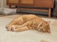 安心してすやすや眠るツナちゃん（画像提供：元野良猫ツナさん）