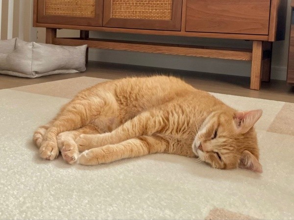 安心してすやすや眠るツナちゃん（画像提供：元野良猫ツナさん）