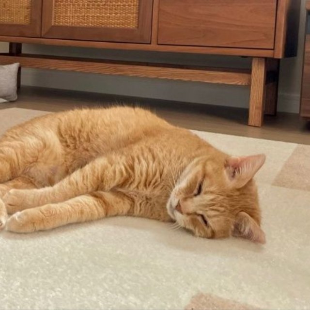 安心してすやすや眠るツナちゃん（画像提供：元野良猫ツナさん）