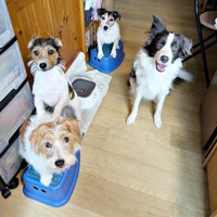 おやつ待ち中（左から時計回りに）リサちゃん、エリちゃん、シャーロットちゃん、ペネロペちゃん（画像提供：複雑奇怪な浪速っ子さん）