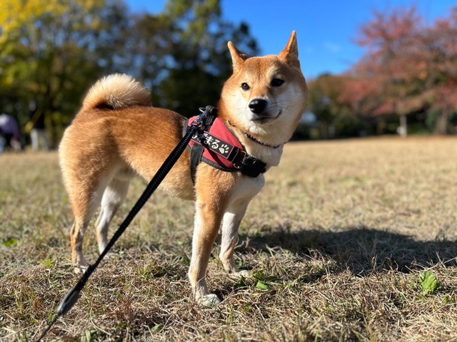 「『ペット可の高級旅館に泊まって紅葉の中を走って遊びたいワンね』、と考えている柴犬」（提供：柴犬勇者むぎまるさん）