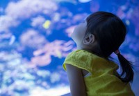 【仙台うみの杜水族館】伝説の「具」が今年も降臨！※画像はイメージです（kai/stock.adobe.com）