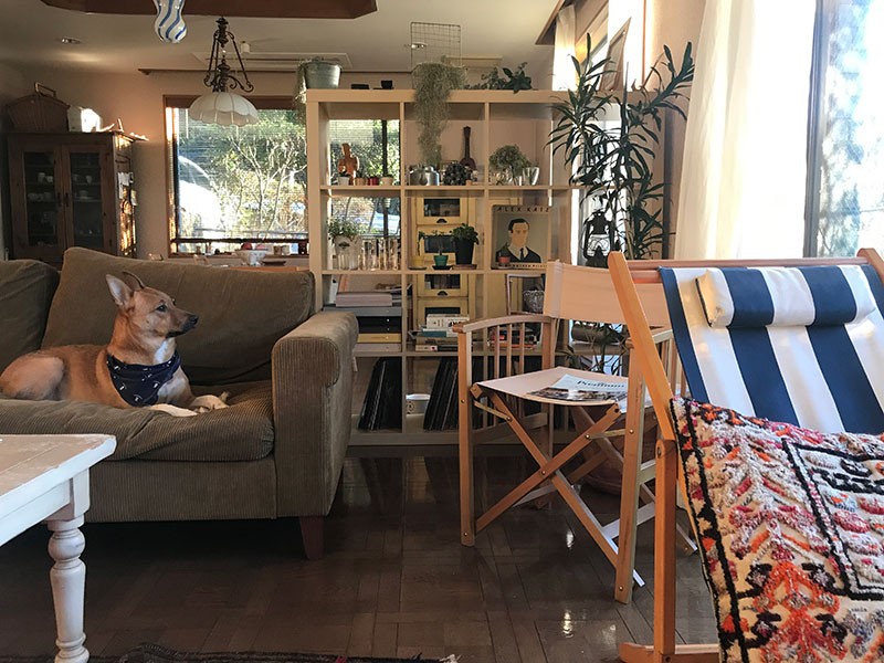 ベランダにやってくる鳥たちを観察