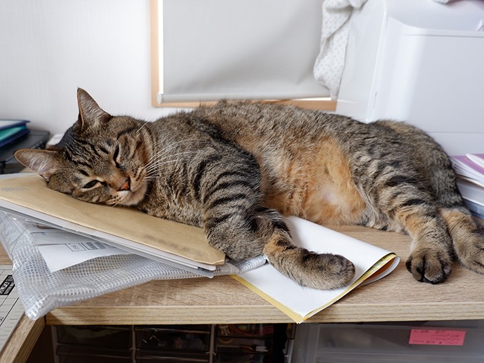 おおらかなちくわは、どこでも眠っちゃう。「多少の凹凸は気にしないよ」（さわたさん提供）