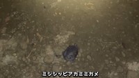 用水路には条件付特定外来生物であるミシシッピアカミミガメの姿も／がやまるさん提供