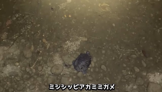 用水路には条件付特定外来生物であるミシシッピアカミミガメの姿も／がやまるさん提供