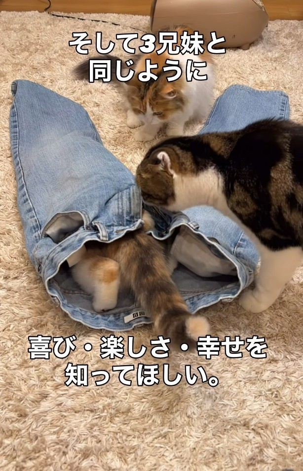 3兄妹の猫ちゃんたちと同じように愛情を注いでいくという（「こたとつーちゃんと時々おたま」さん提供、Instagramよりキャプチャ撮影）