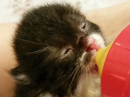 ペットショップに行く前に、保護猫の存在を知って