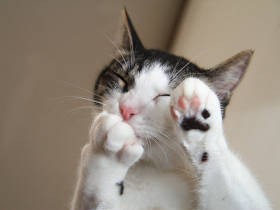 ふくふくした猫の肉球＆お手々　このかわいさにあらがえる猫好きはいるのか！？