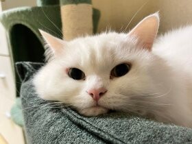 「ぜったいわたさないにゃ」　シュークリームをくわえて逃げるミックス猫「マロニー」