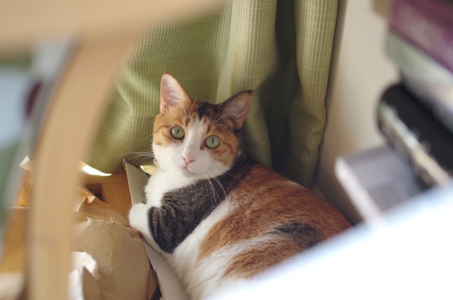 見つかっちゃった（提供写真）