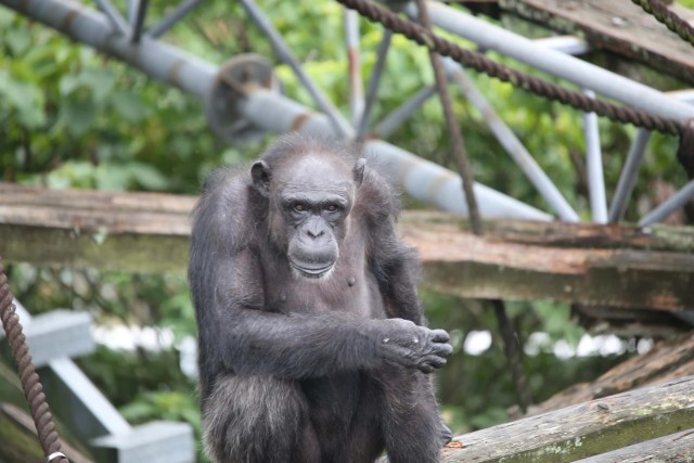 京都大学ヒト行動進化研究センターの公式サイトより