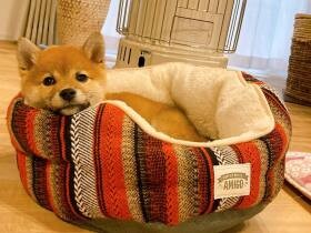 ほほえんでいるような表情がたまらない！　いつもの特等席でくつろぐ柴犬「大吉」