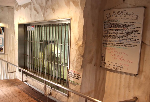 ホッキョクグマのフブキと大きなホワイトボード＝2025年12月撮影