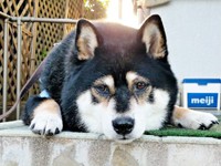 ぺたんこショットを前から。キュートな豆さん（画像提供：まめたろうさん）