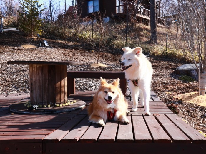 山の家のドッグランにて