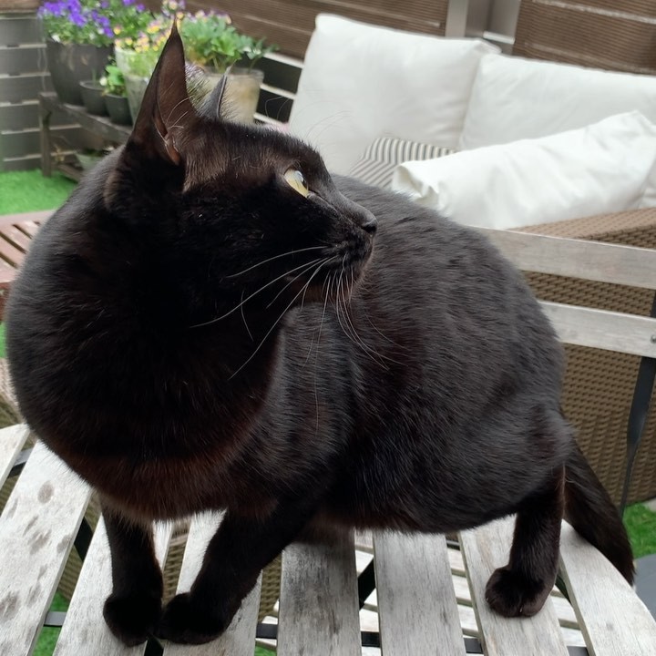 何か深い縁で結ばれている！？…先代猫の誕生日に偶然出会った黒猫の 