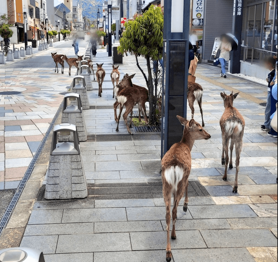 公園から外れたところで出会うと、奈良県民もびっくり　画像提供：HoonNyanBooさん