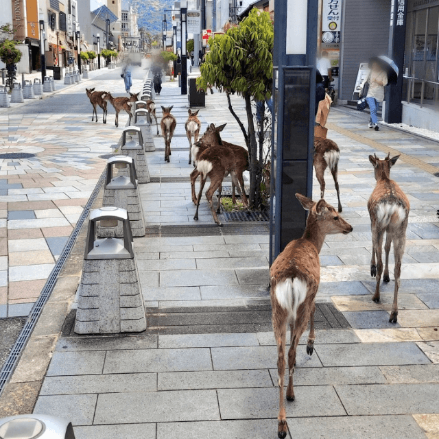 公園から外れたところで出会うと、奈良県民もびっくり　画像提供：HoonNyanBooさん